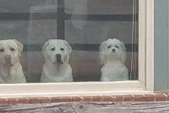 boysinthewindowfl
